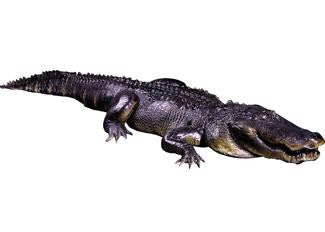 Alligator Crate Chg