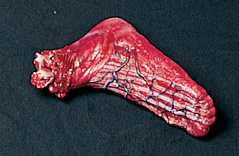 Skinned Left Foot