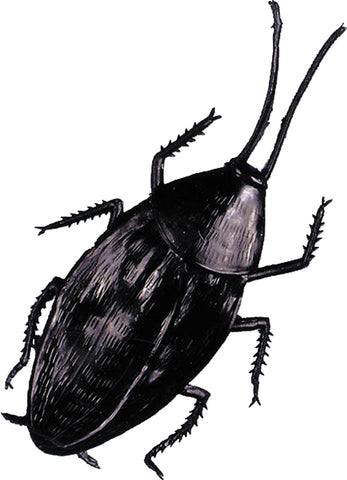 Cockroach Giant