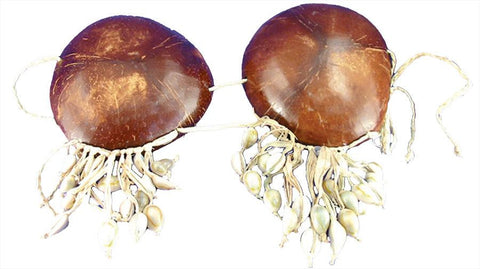 Coconut Bikini With Shells
