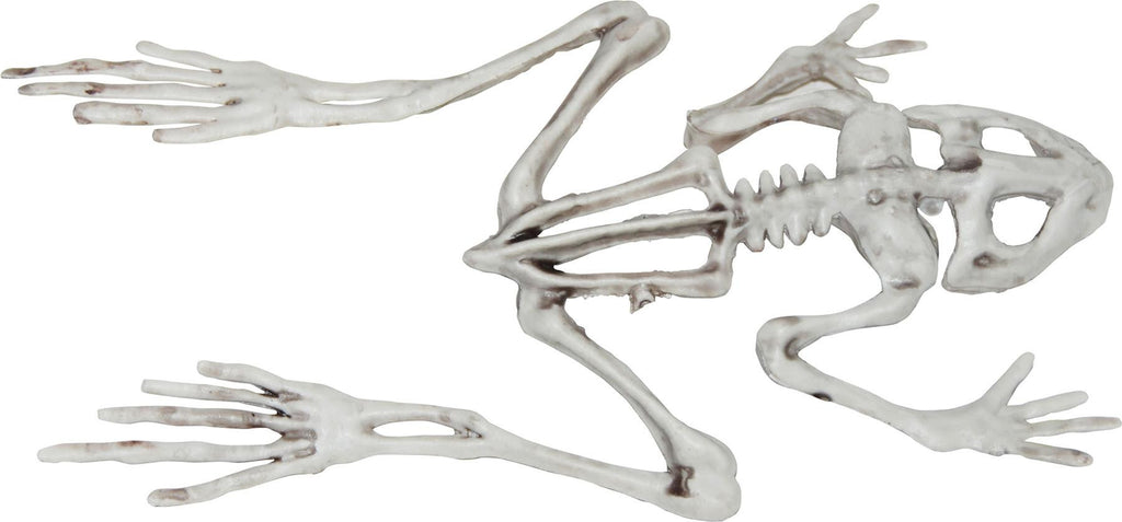 Frog Skeleton