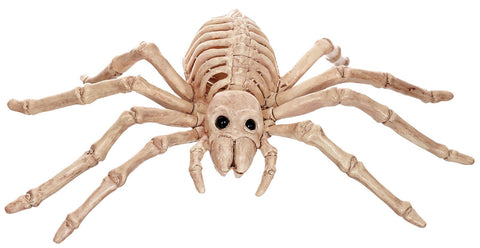 Spider Skeleton