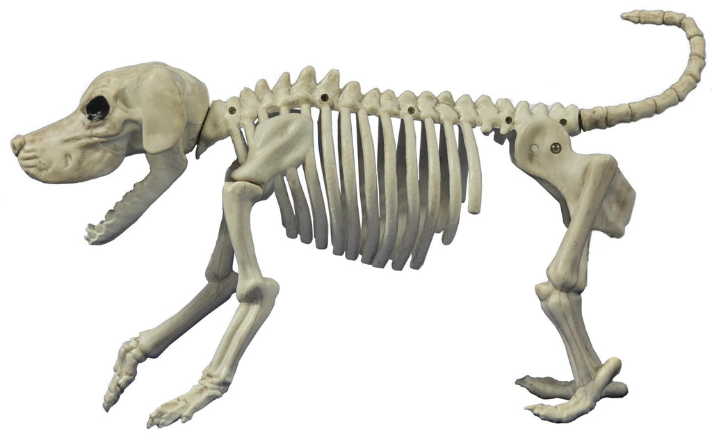 Beagle Bonez